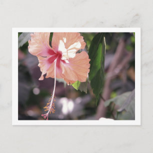 CARTE POSTALE STC_0027