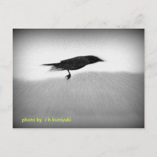 Carte Postale Stealth Crow