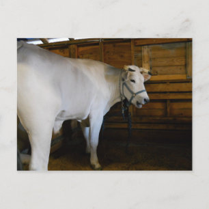 Carte Postale Steer