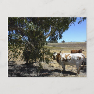 Carte postale: Steer sous l'arbre à Paso Robles, C