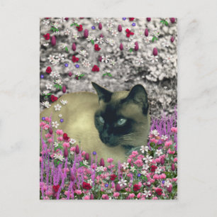 Carte Postale Stella en Fleurs I - Crème de chocolat Chat Siames
