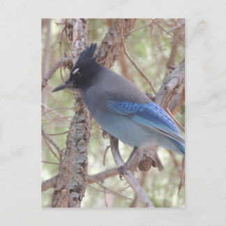 Carte Postale Stellars Jay