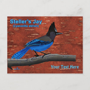 Carte postale Steller's Jay On Inner Birch Bark