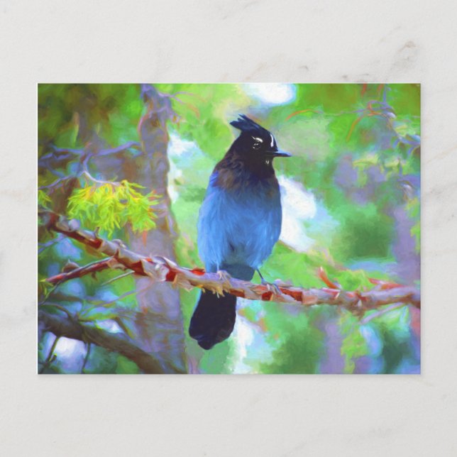 Carte Postale Steller's Jay Painting - Art original pour oiseaux (Devant)