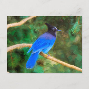 Carte Postale Steller's Jay Painting - Art original pour oiseaux