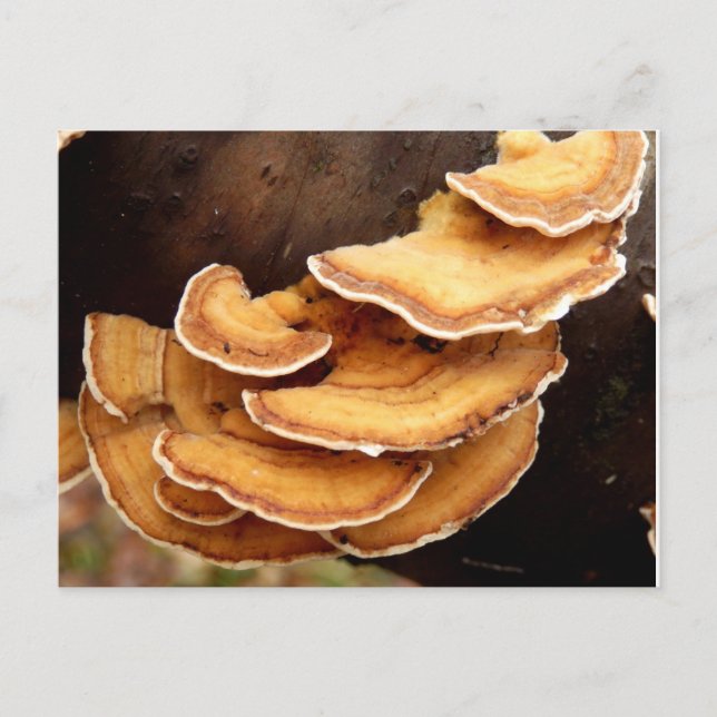 Carte postale Stereum Hirsutum Fungi (Devant)