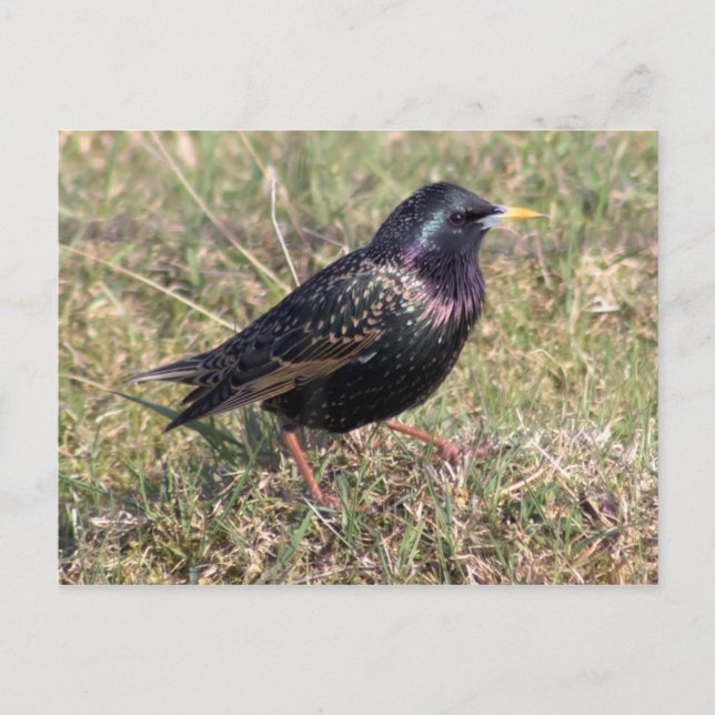 Carte Postale Sterling (Devant)