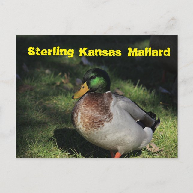 Carte postale Sterling Kansas Mallard (Devant)