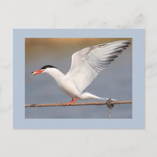 Carte Postale Sterne commune (Devant)