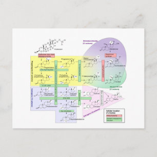 Carte Postale Steroidogenèse humaine Diagramme Biologique Chimiq