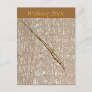 Carte postale Stick Walking