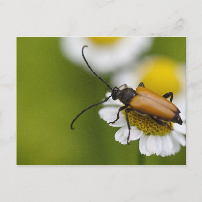 Carte Postale Stictoleptura rubra (Devant)