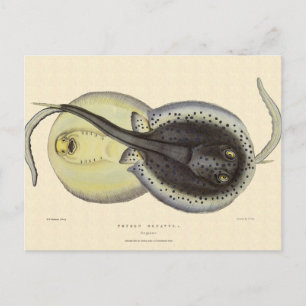 Carte Postale Stingrais vintages, Animaux De L'Océan Marin