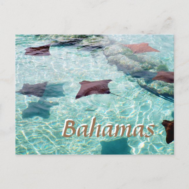 Carte Postale Stingray (Devant)