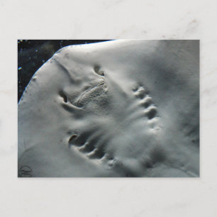 Carte Postale Stingray