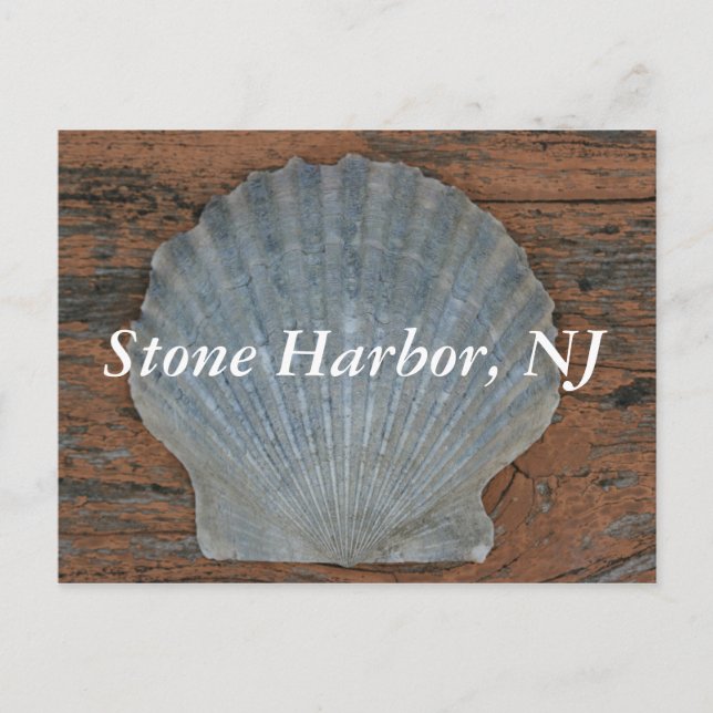 Carte postale Stone Harbour Scallop Shell (Devant)