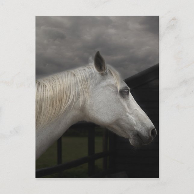 Carte Postale Storm horse (Devant)