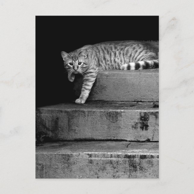 Carte Postale Stray Cat sur Stairs (Devant)