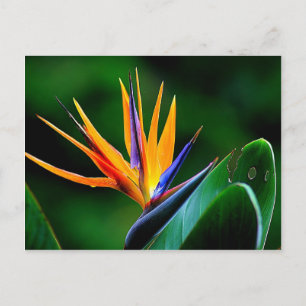 Carte Postale Strelitzia. Oiseau de fleur de paradis.