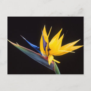 Carte Postale Strelitzia. Oiseau de fleur de paradis.