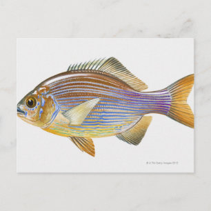 Carte Postale Striped Seaperch