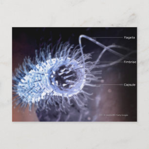 Carte Postale Structure d'une cellule héliobacter pylori