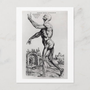 Carte Postale Structure musculature d'un homme (b/w neg & print)
