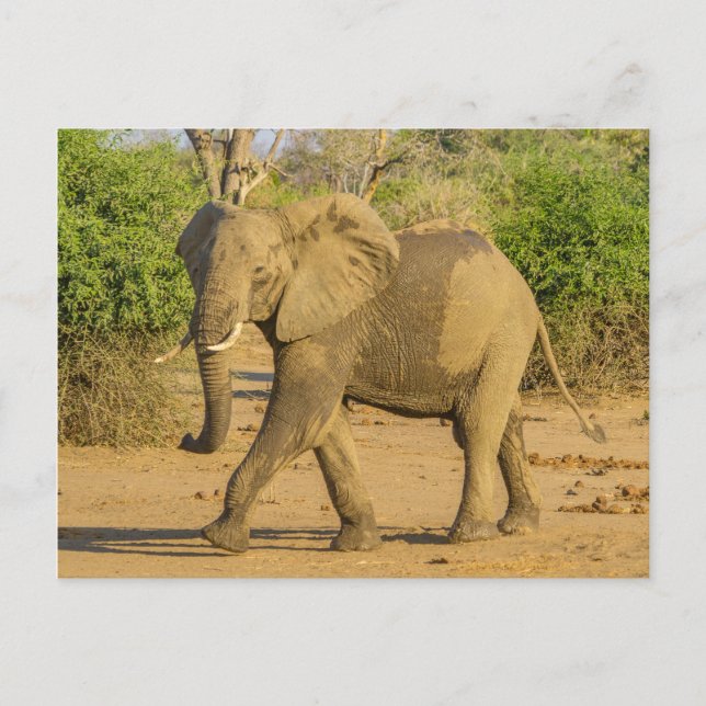 Carte postale - Strutting Elephant in Zambia (Devant)