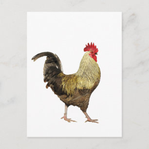 Carte postale strutting Rooster