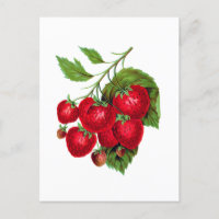 Strwberry Berries Fruit Botanical Postcard