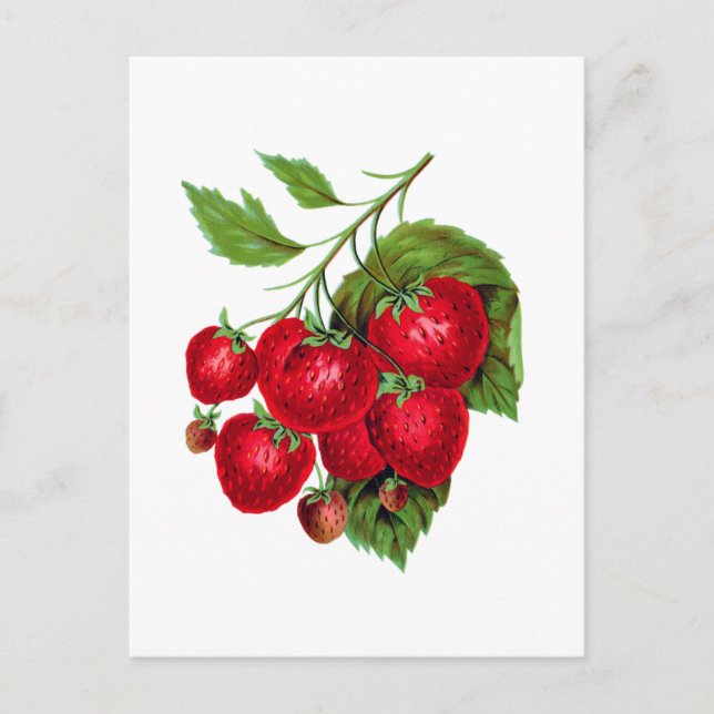 Carte Postale Strwberry Berries Fruit Botanical Postcard (Devant)