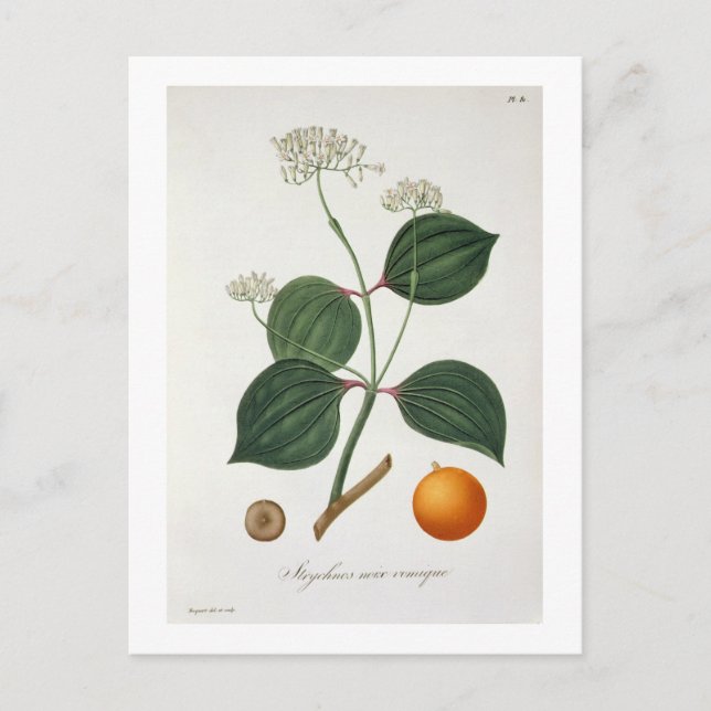 Carte Postale Strychnos nux vomica de 'Phytographie Medicale' (Devant)