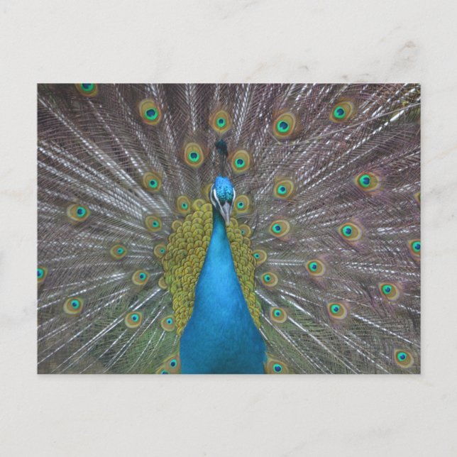Carte Postale Stunning (Devant)