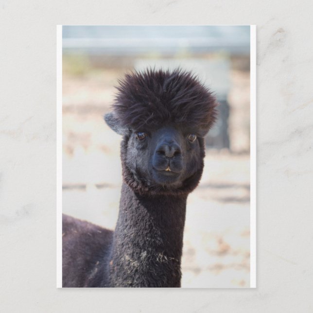 Carte Postale Style de cheveux alpaga sauvage et fou (Devant)