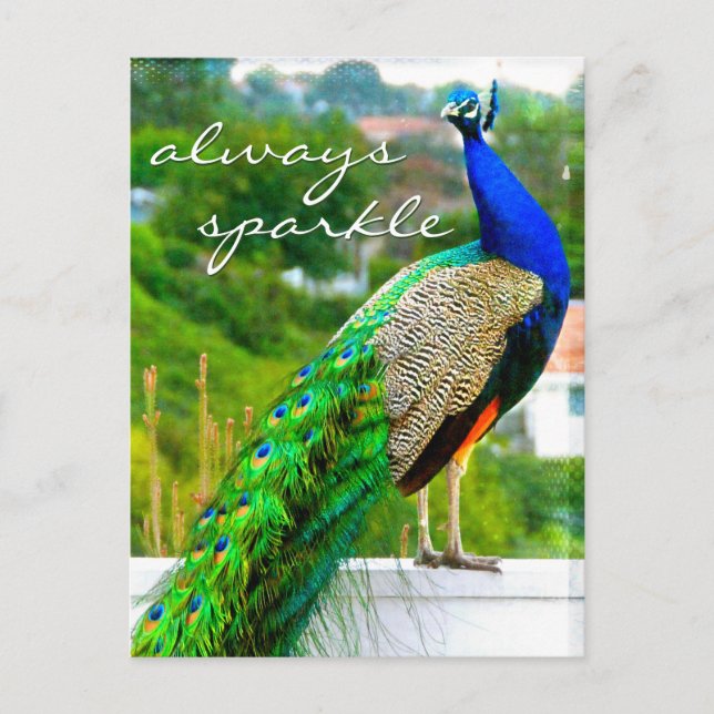 Carte Postale Stylish Blue Green Peacock photo toujours étincela (Devant)