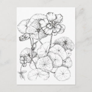 Carte Postale Stylo à fleurs Nasturtium et dessin d'encre