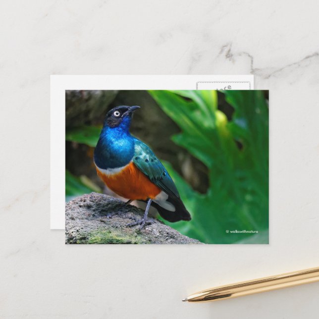 Carte Postale Sublime Chanson De Starling Africain (Devant/Arrière en situation)
