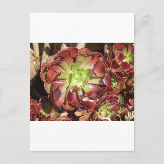 Carte Postale Succulent (Devant)