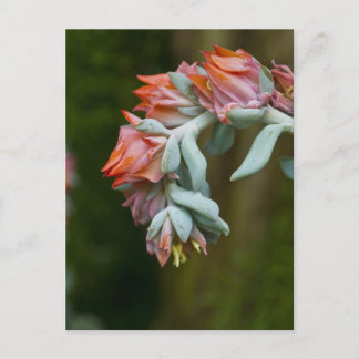 Carte Postale Succulent fleurissant