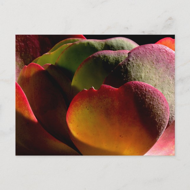 Carte Postale Succulent Plante du désert (Devant)