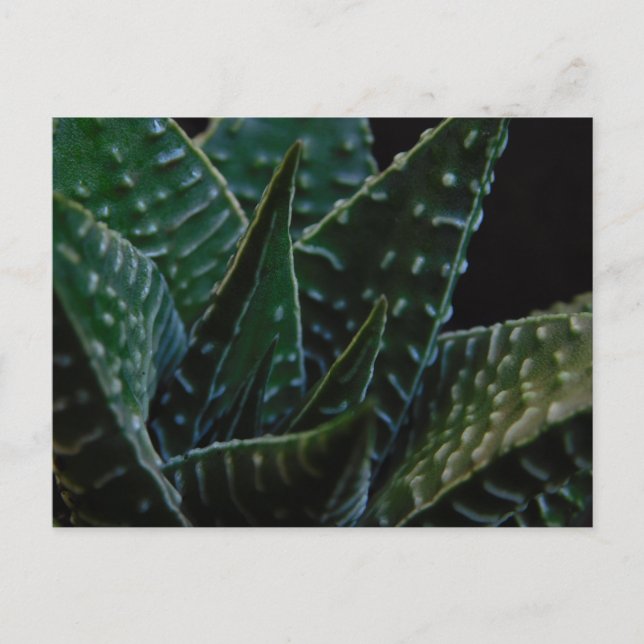Carte Postale Succulent Plante zèbre (Devant)