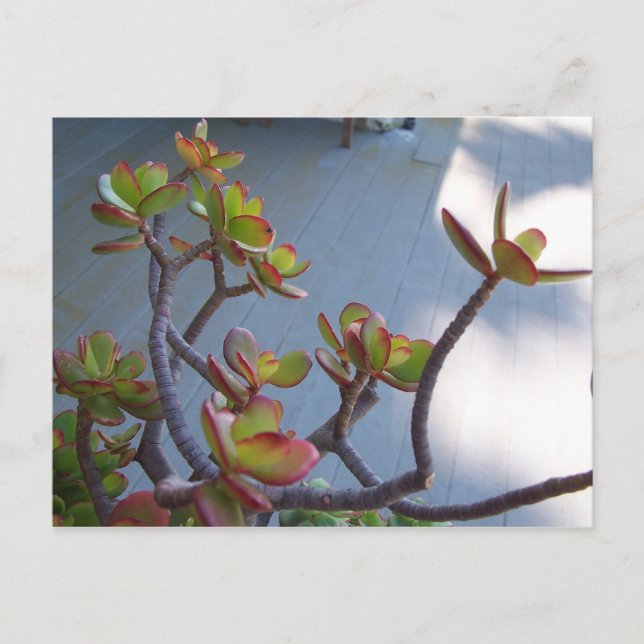 Carte Postale Succulent sur un pont d'Oxnard....le dessein de la (Devant)