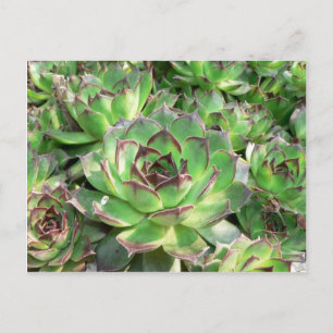 Carte Postale Succulents