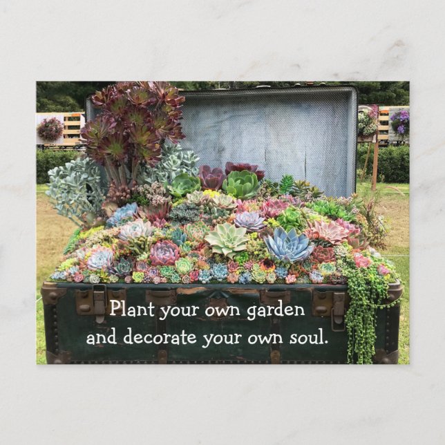 Carte Postale Succulents dans la poitrine au trésor (Devant)