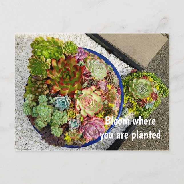 Carte Postale Succulents dans le planteur (Devant)