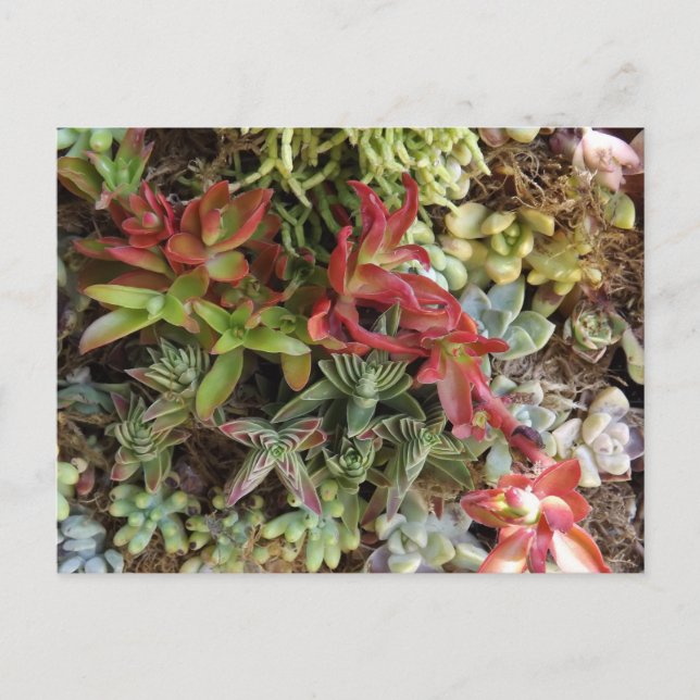 Carte Postale Succulents Postcard (Devant)