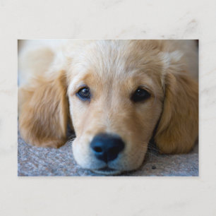Carte Postale Sucré, chiot doux