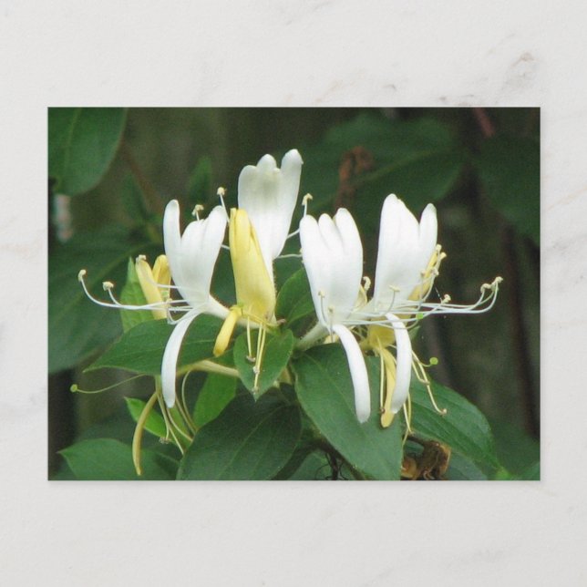 Carte Postale Sucre de miel (Devant)