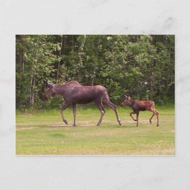 Carte Postale Suivre dans Moms empreintes (Devant)