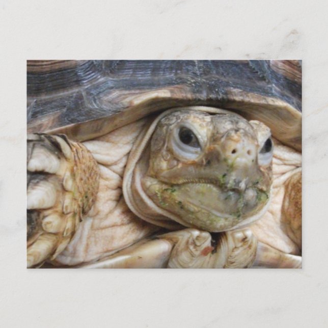Carte Postale Sulcata Tortoise Face Gros plan, "Ed Écoute" (Devant)